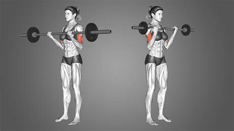 EZ Bar Curl Vs Barbell Curl Which Is Best Inspire US