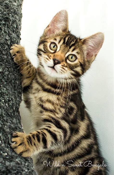 We are a bengal cat breeder in wisconsin. Bengal Kittens & Cats for Sale Near Me | Bengal kitten ...