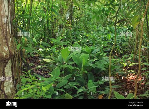 Tropical Rain Forest Stock Photo Alamy