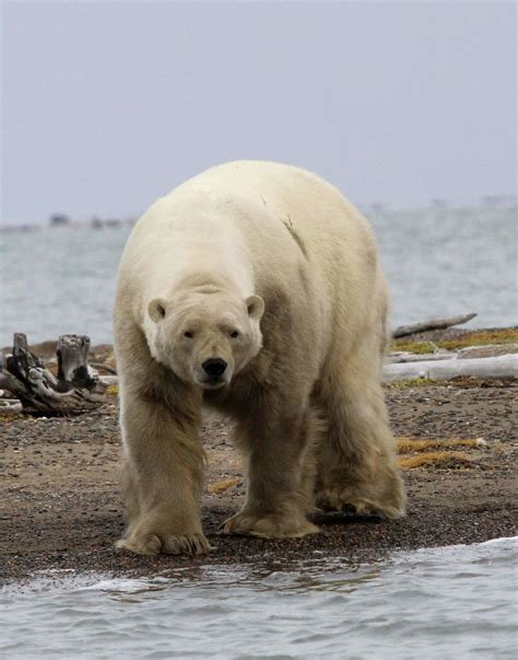 Polar Bear Viewing Best Places In The World Arctic Wild