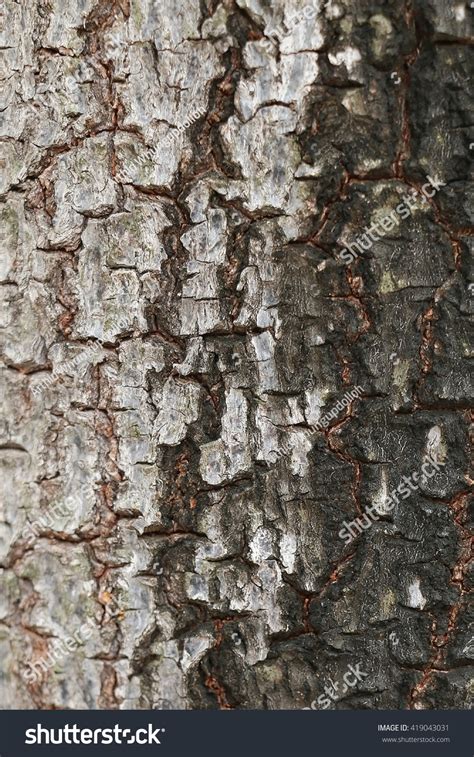 Tree Bark Two Colors Stock Photo 419043031 Shutterstock