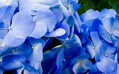 🔥 47 Blue Flowered Wallpaper Wallpapersafari