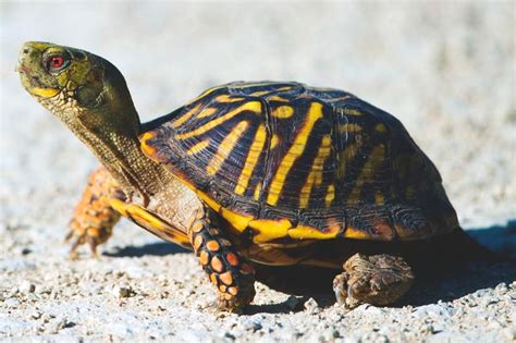 Es principalmente herbívora y es endémica del caribe colombiano. ¿Qué comen las tortugas?