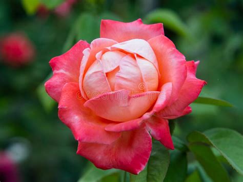 A Blooming Cream Pink Rosebud Growing In The Garden Stock Image Image