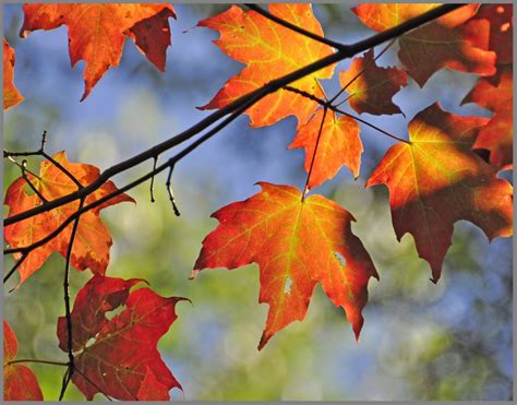 Red Maple Leaves Glass Leaves Leaves Tree Leaves