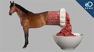 Image result for horse meat