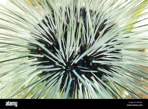 Underwater Life Close Up View Of A Long Spined Urchin Diadema