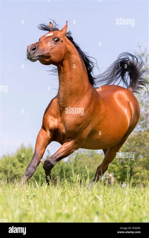 Arab Horse Arabian Horse Bay Stallion Performing Display Behaviour On