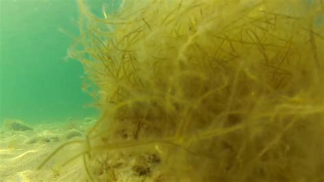 Glowing Lights And Seaweed On Ocean Floor Stock Video Footage 0016 Sbv