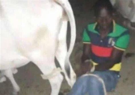 Man Blames Devil After He Was Caught Having Sεx With Cow At Night