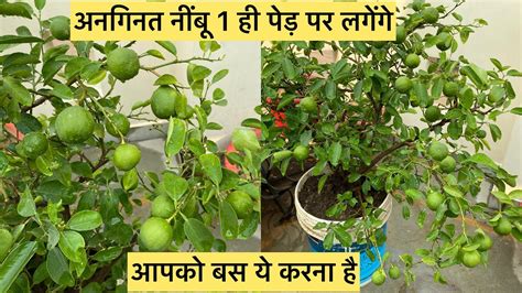नींबू पौधे की सही देखभाल पौधा फलों से भर जाएगा Lemon Plant Care Tips Lemon Heavy Fruiting