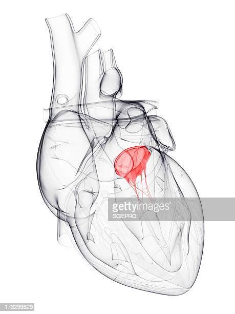 Heart Valve Photos And Premium High Res Pictures Getty Images