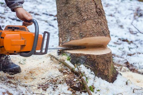 Felling A Tree With A Chainsaw How To Cut Down A Tree