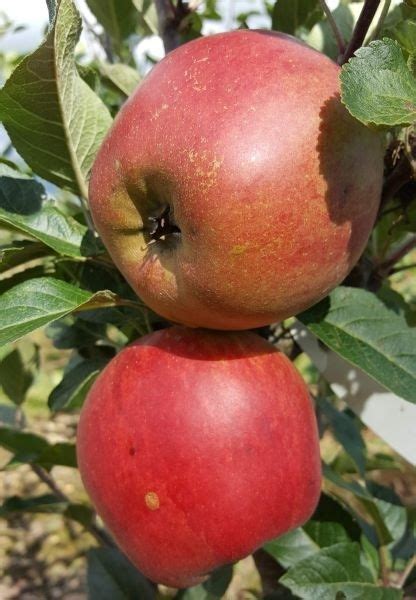 Herrings Pippin Apple Tree £2250 Dessert Apples Mid Season