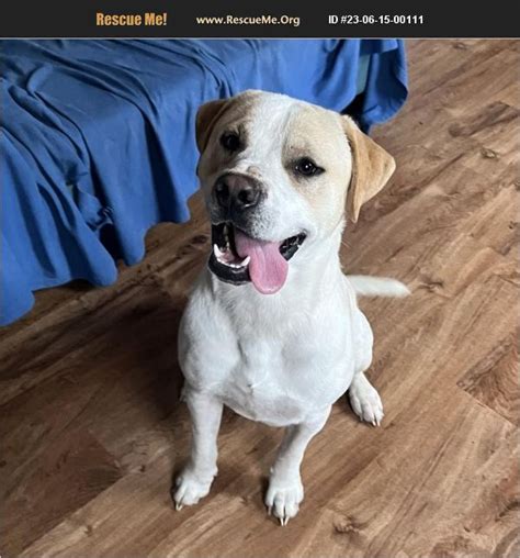 Adopt 23061500111 ~ American Bulldog Rescue ~ Ohio