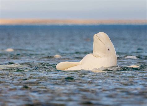 Weber Arctic Facts On The Arctic Beluga Whales Of Cunningham Inlet
