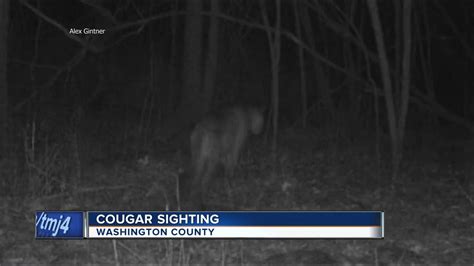 Another Cougar Sighting In Southeast Wisconsin Youtube