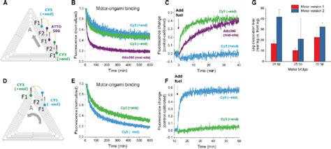 Leg Dissociation Bias A To F The Fuel Triggered Enzyme Free Partial