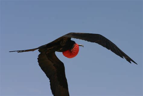 Filemale Greater Frigate Bird In Flight Wikipedia The Free