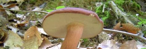 Indiana Mushrooms Identification And Photographs