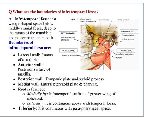 Pin By Freyja On Anatomy 1 Anatomy Head And Neck Fossa