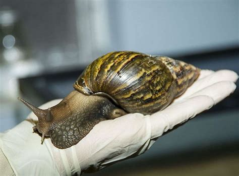 Giant African Snail Eats Crops And Homes And Its Moving Our Way