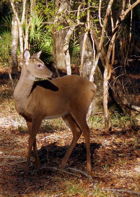 Whitetail Whitetail Deer Deer Buck Wildlife Nature Nature Coast