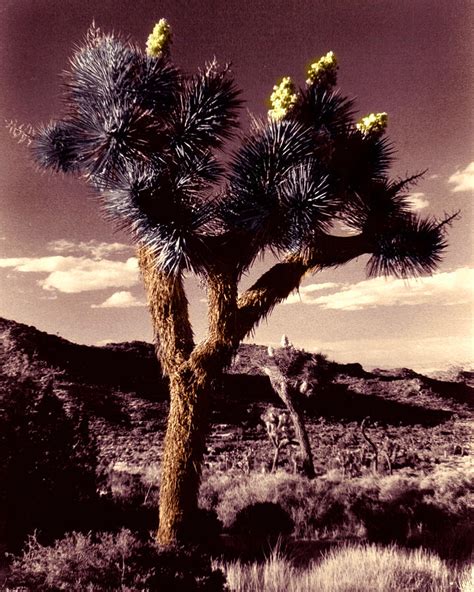 Blooming Joshua Tree Digital Art By Timothy Bulone Fine Art America