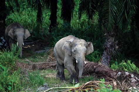 Wildlife Corridors Help Elephants Move Between Habitats In Malaysia