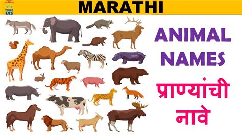 Top 100 Animals In Marathi