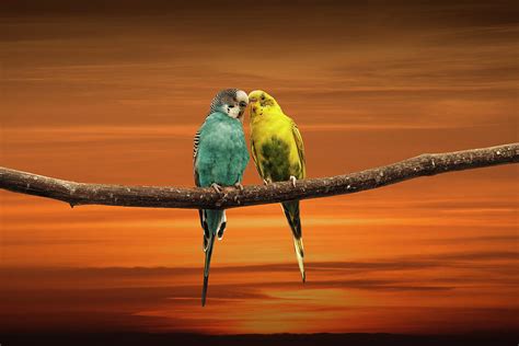 Two Love Bird Parakeets Perched Out On A Tree Branch At Sunset