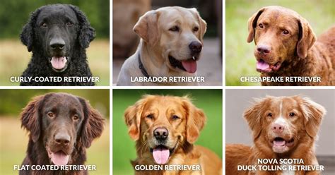 6 Types Of Retrievers Which Breed Is Best For Me Puplore