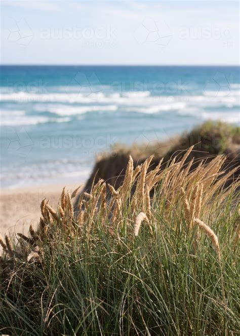 Image Of Close Up Of Coastal Grasses On Sand Dunes At A Surf Beach