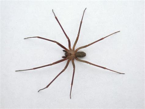 The Mysterious Missing Brown Recluse Spider The Marthas Vineyard Times
