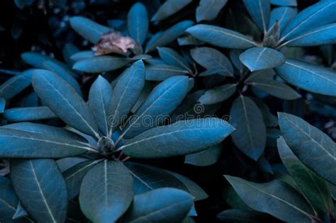 Blue Exotic Tropical Leaves Bush As Dark Vintage Retro Natural Floral Botanical Fantasy Pattern