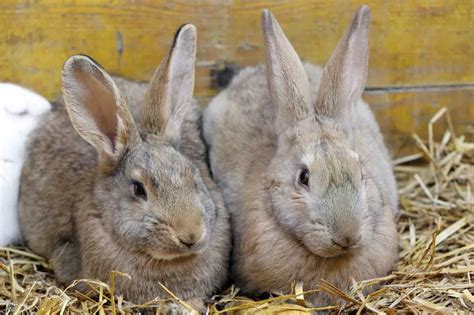 Do Rabbits Know And Recognize Their Siblings Rabbit Informer