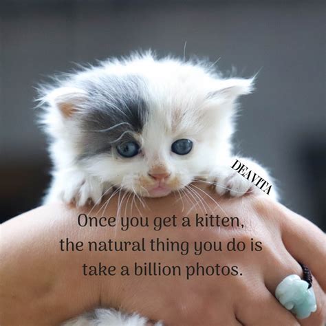 Cute Cat Images With Love Quotes Cute Quotes About Cats Quotesgram
