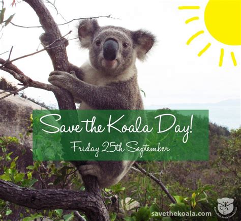 this friday is save the koala day 25 09 15 australian koala foundation
