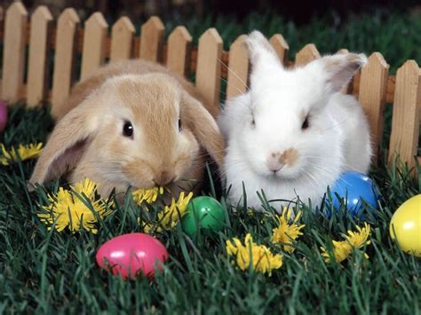 Affiche lapin affiches drôles pâques drôle et affiche. Pâques 2021 - Date de Pâques et origine de la fête