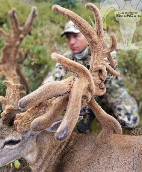 Largest Mule Deer In The World