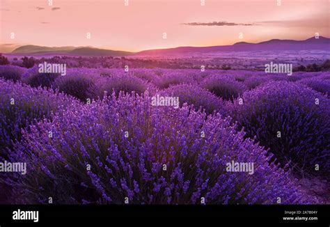 Lavendelfelder Lavendelernte Und Lavendelblüten Stockfotografie Alamy