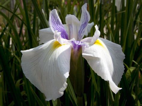 Iris Ensata Emotion Iris Du Japon Plantes Vivaces