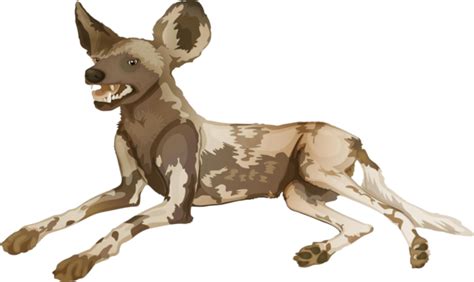 African Wild Dog Ecology Wild Wild Vector Ecology Wild African Png