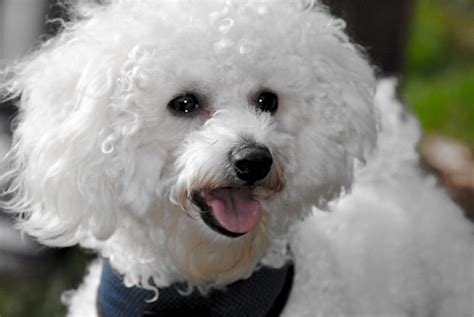 Bichon Frise Dog Breed Information Pictures