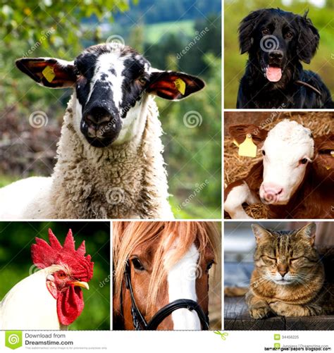 Domestic Animals Collage Amazing Wallpapers