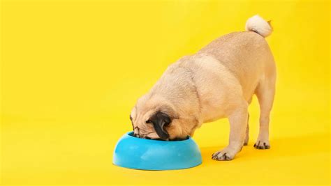 3 Myths And Truths About Feeding Your Dog Ozpro