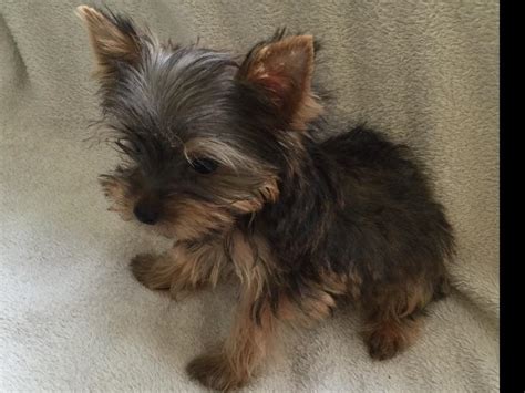 Pocket Yorkies Puppies For Sale