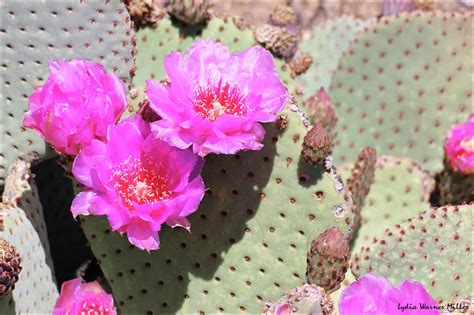 Pink Cactus Flower 16 Photograph By Lydia Miller