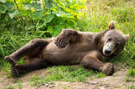 Free Picture Kodiak Brown Bear Cub