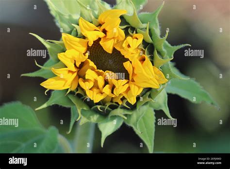Sunflower Helianthus Blooming From Bud Stock Photo Alamy